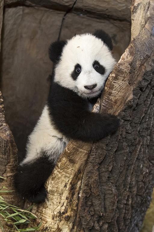 Angebot - Familienzimmer mit Zoo-Ticket (2 Erwachsene + 1 Kind)