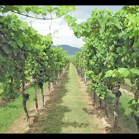 Gästehaus Weingut Glas-3