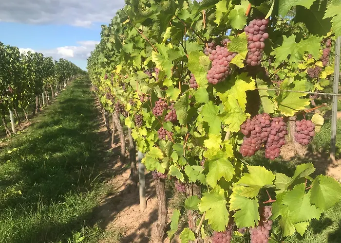 Gästehaus und Weingut Bernd Frieden Nittel